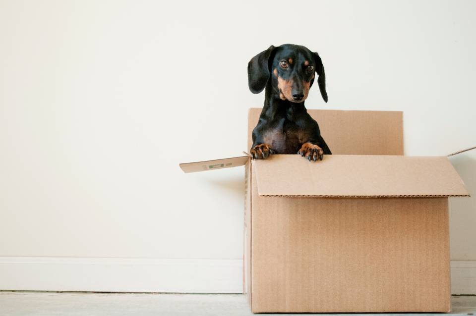 Moving box with a dog